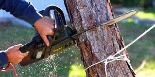  Robbinsdale, MN Tree Care Pros