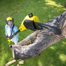 Reliable Robbinsdale, MN Tree Care Solutions