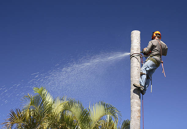 Best Commercial Tree Services  in Robbinsdale, MN