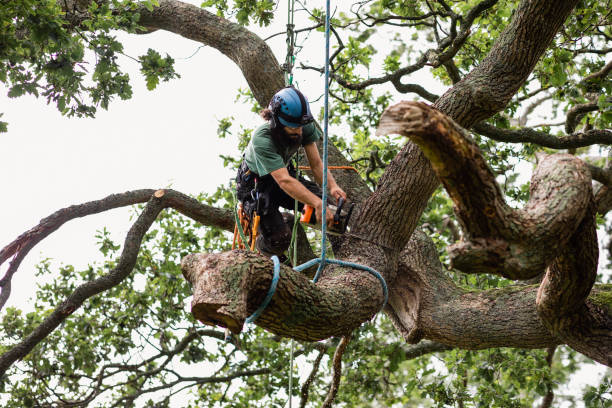 Best Storm Damage Tree Cleanup  in Robbinsdale, MN