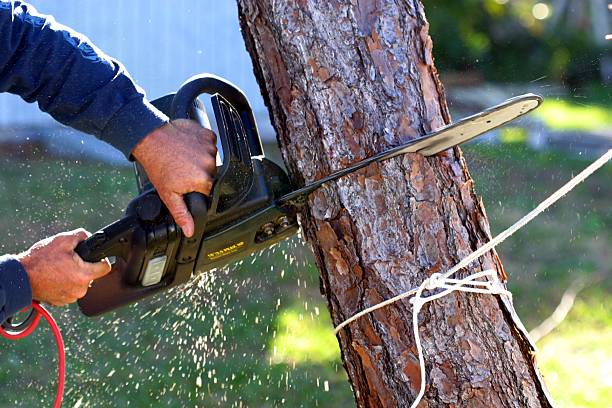 How Our Tree Care Process Works  in  Robbinsdale, MN