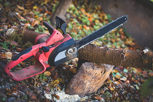 How Our Tree Care Process Works  in  Robbinsdale, MN